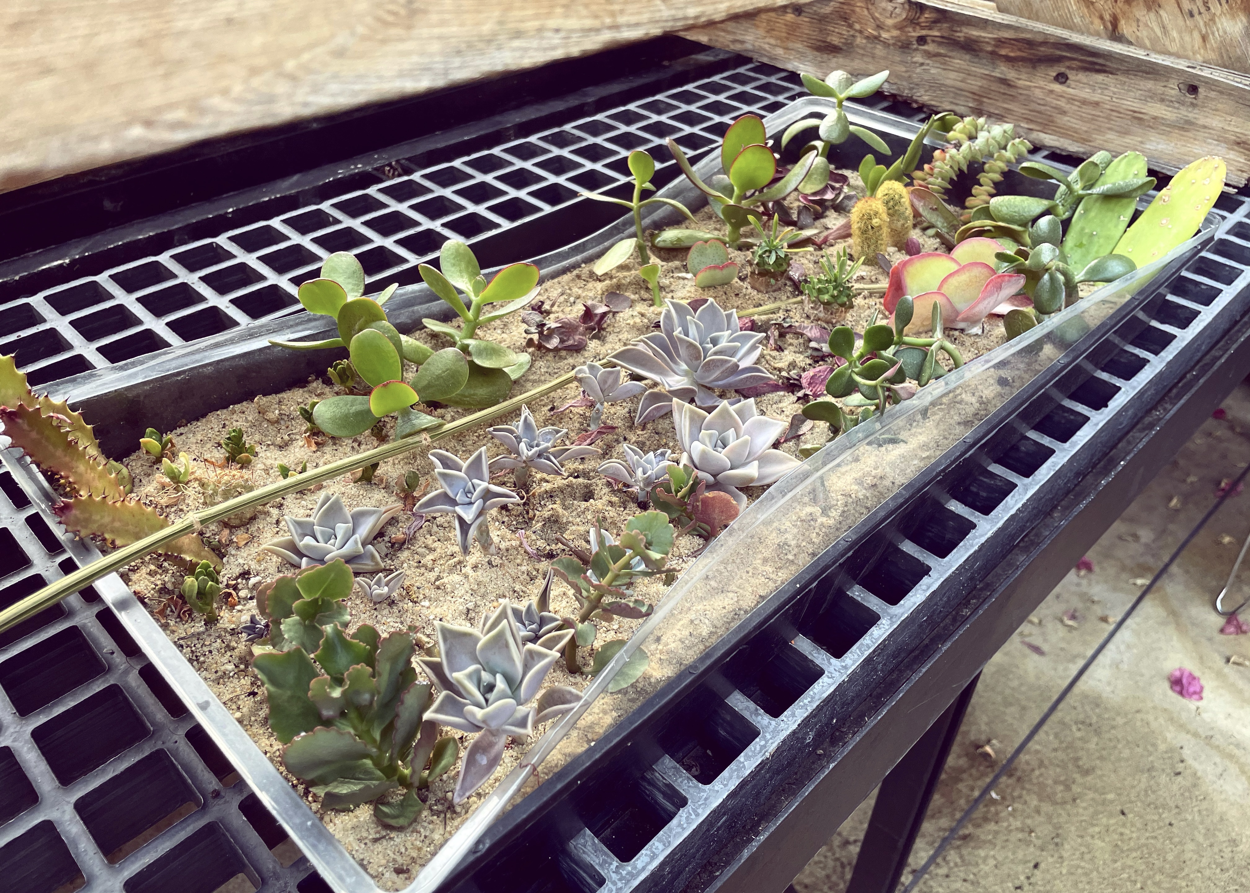 A succulent propagation tray